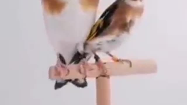 Oiseau 🐦 oiseau 🐦