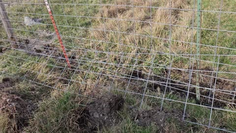 Pig Fence