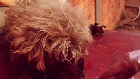 Rescue animals |
