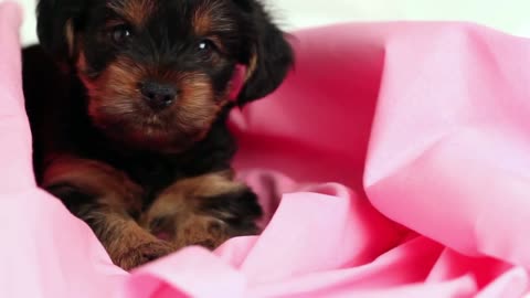 puppy Yorkshire terrier close-up in pink cloth
