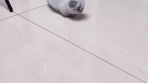 Cute baby cat