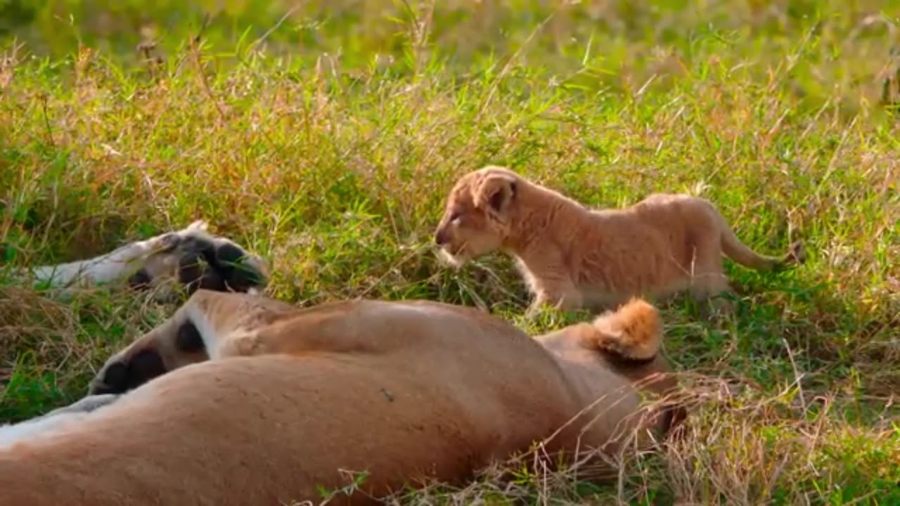 Witness the Lion Brothers’ Unforgettable Journey to Greatness
