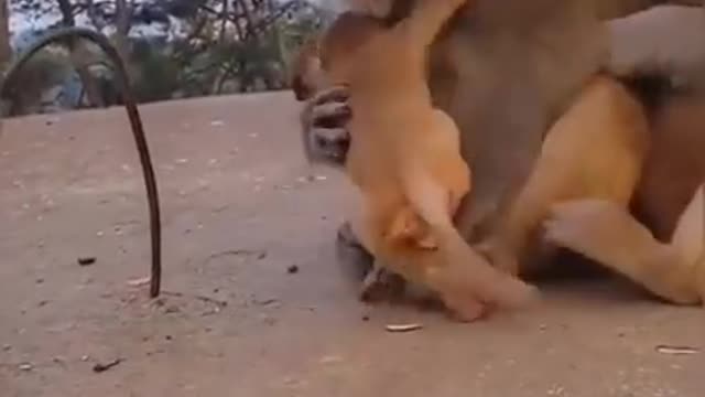 monkey and baby monkey.