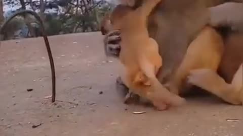 monkey and baby monkey.