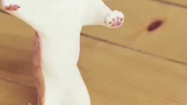 Cat Dance