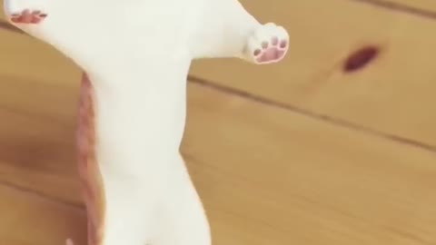 Cat Dance