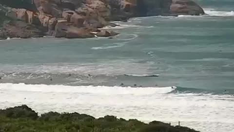 Baleia interage com surfistas no Rosa Norte