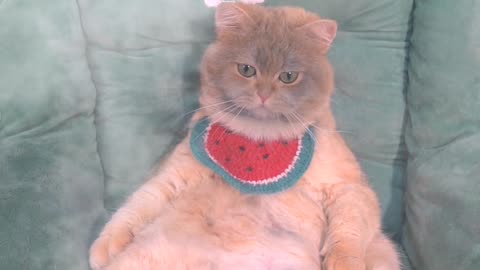 funny cat