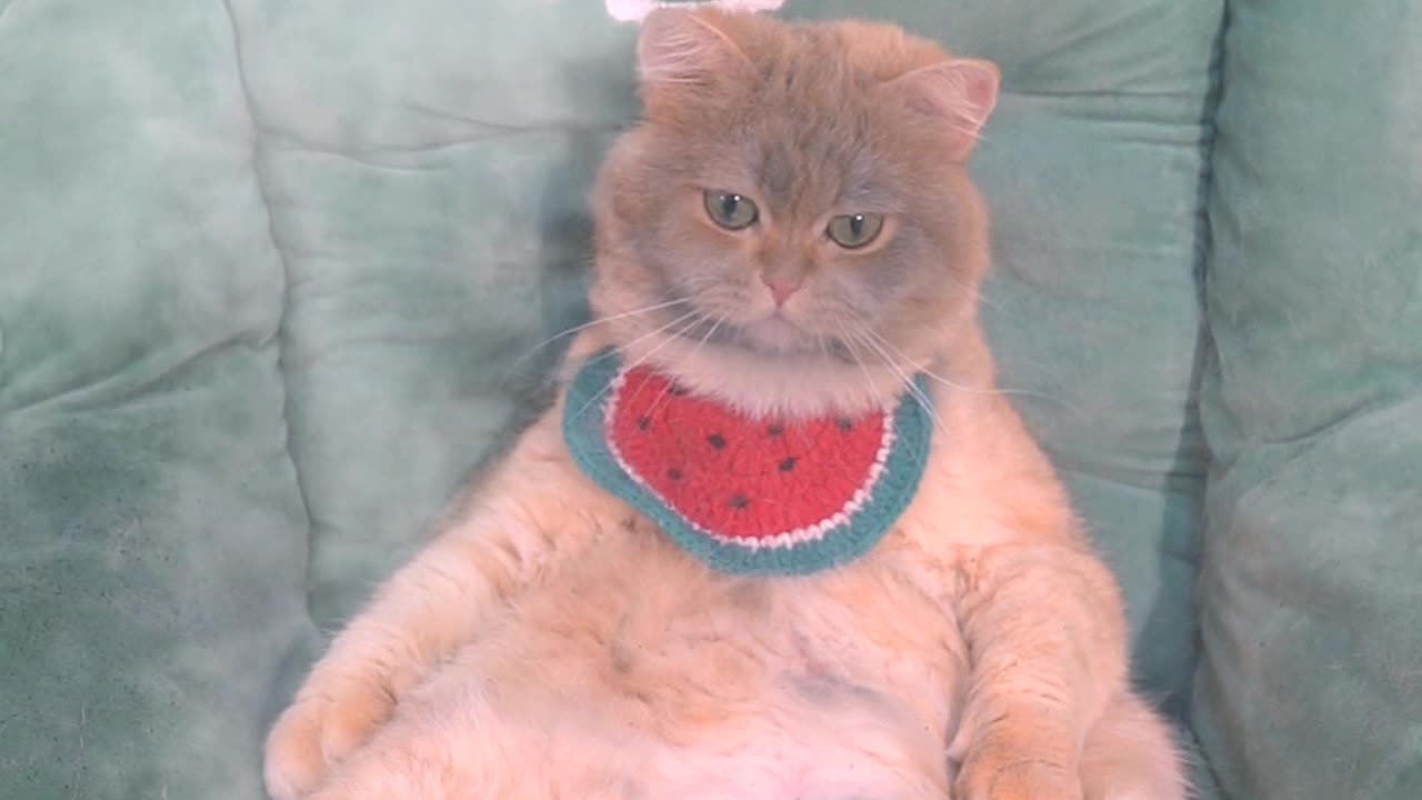 funny cat