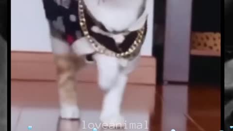 Cute cats fashion
