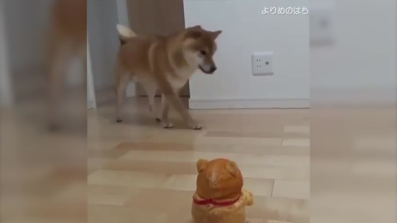 Funny Animal Videos Vol.6