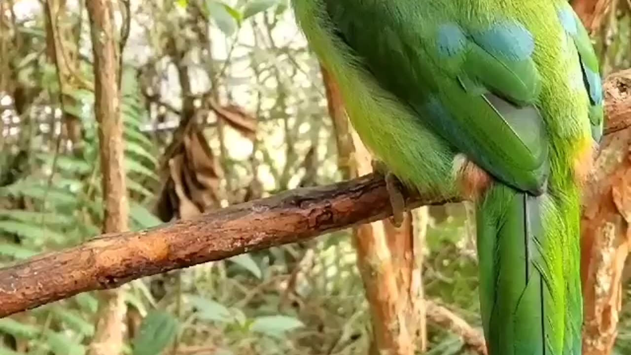 Birding in Paradise: Exploring the World's Most Beautiful Locations
