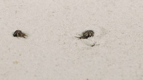 THE BRUTAL BATTLE OF THREE ANT LIONS AND TWO MOLE CRICKETS ! [Live feeding!]-9
