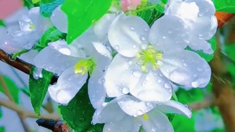 Relaxing Music 24/7, Sleep Music, Stress Relief Music, Spa, Meditation, Yoga, Zen, Sleeping Music🔴