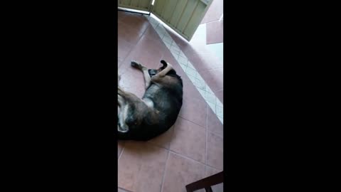 COMÉDIA - Nem o cachorro aguenta os desafinados