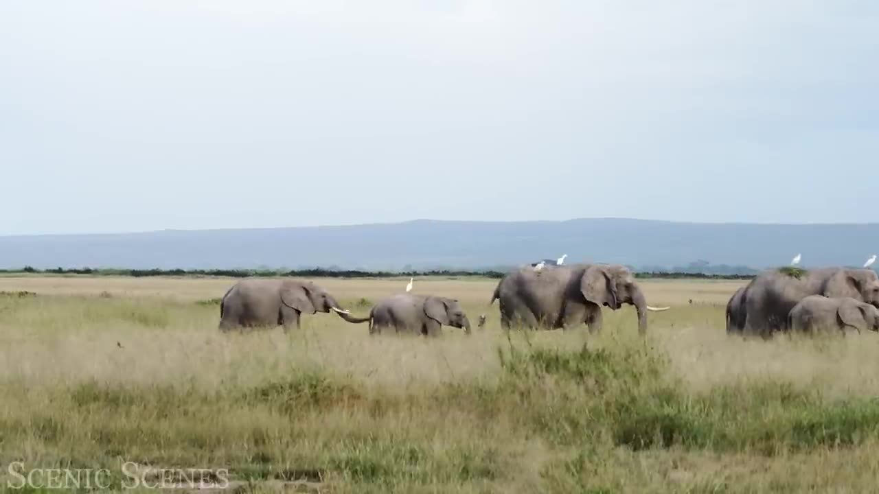 ##AFRICAN SAFARI ANIMALS VIDEO ROADSIDE RIVER FOREST NATURAL PICTURE ##PART 5