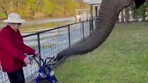 animals funny video