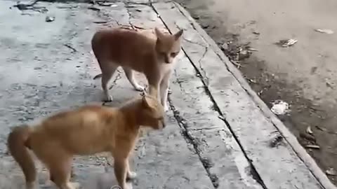 Funny cat and animals videos