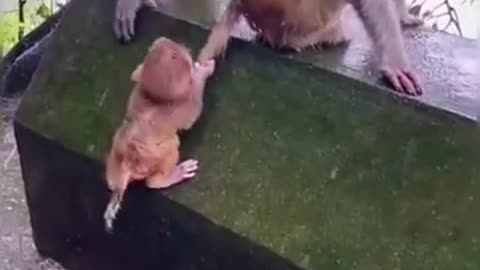 Intelligent and Funniest Animals of All Time