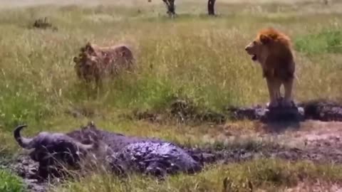 When The Prey Becomes The Predator!