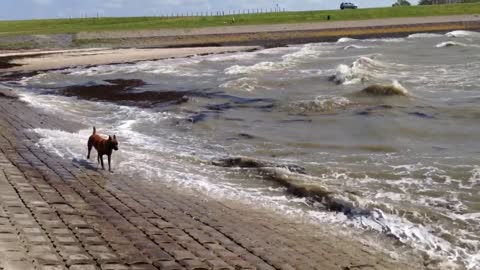 Bella and the big waves