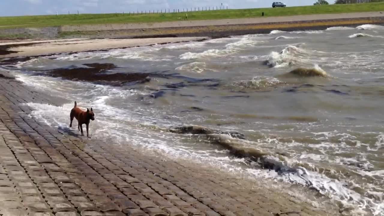 Bella and the big waves