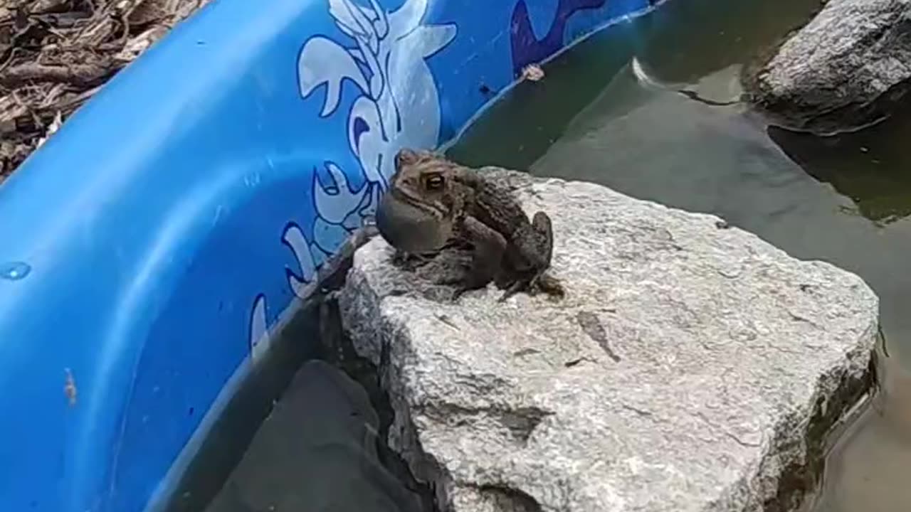 Toad Mating Call 🐸