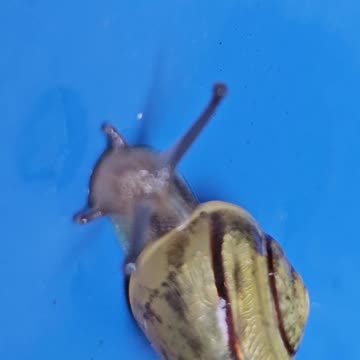 Snails that liquify and attach bodyparts of other animals to their own #mockumentary #nature