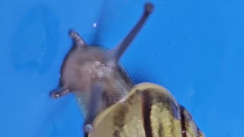 Snails that liquify and attach bodyparts of other animals to their own #mockumentary #nature