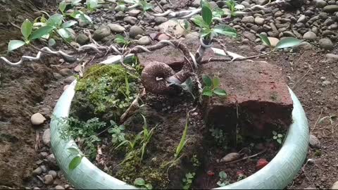 Plant Agus