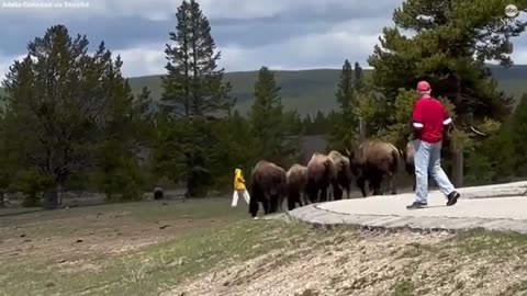 New Instagram filter will help keep Jackson Hole visitors from getting too close