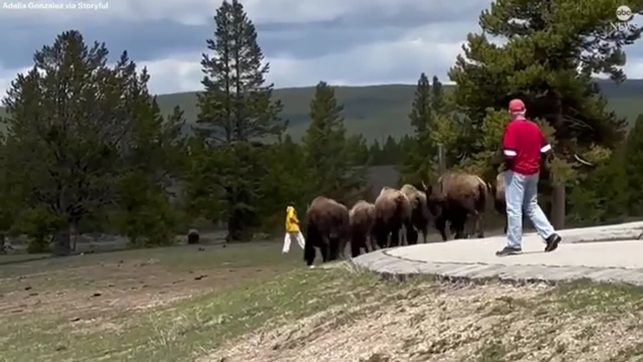New Instagram filter will help keep Jackson Hole visitors from getting too close