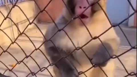 Funny Angry Monkey Videos