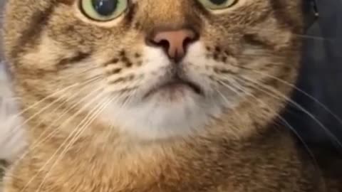 Cat sexy video| cat funny movie| sexy cat