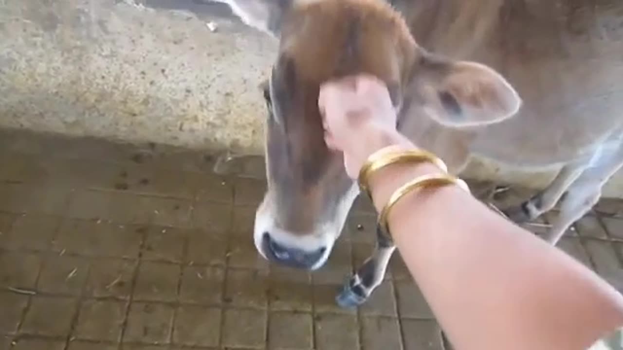 A cow with a baby at her feet is crying a lot