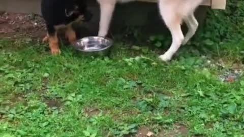 Funny animals 2023