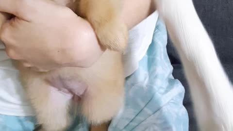 Pomeranian vs siberian husky | First time meeting