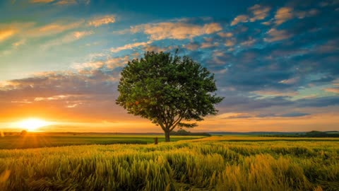 NATURE MUSIC | BIRD SOUND | FLUTE MUSIC | MORNING SOOTHING MUSIC