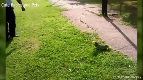 Funny Different Animals Chasing and Scaring People 2019