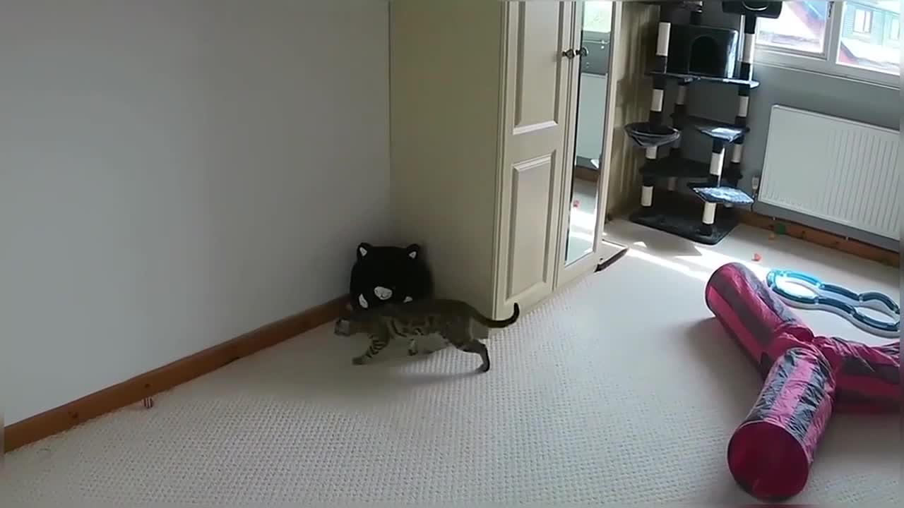 Bengal Cats Vs Fly