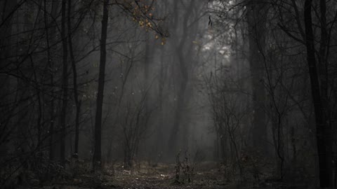 SPOOKY WOODS: Spooky Halloween Woods, Halloween Vibes, Fall Vibes, Spooky Vibes