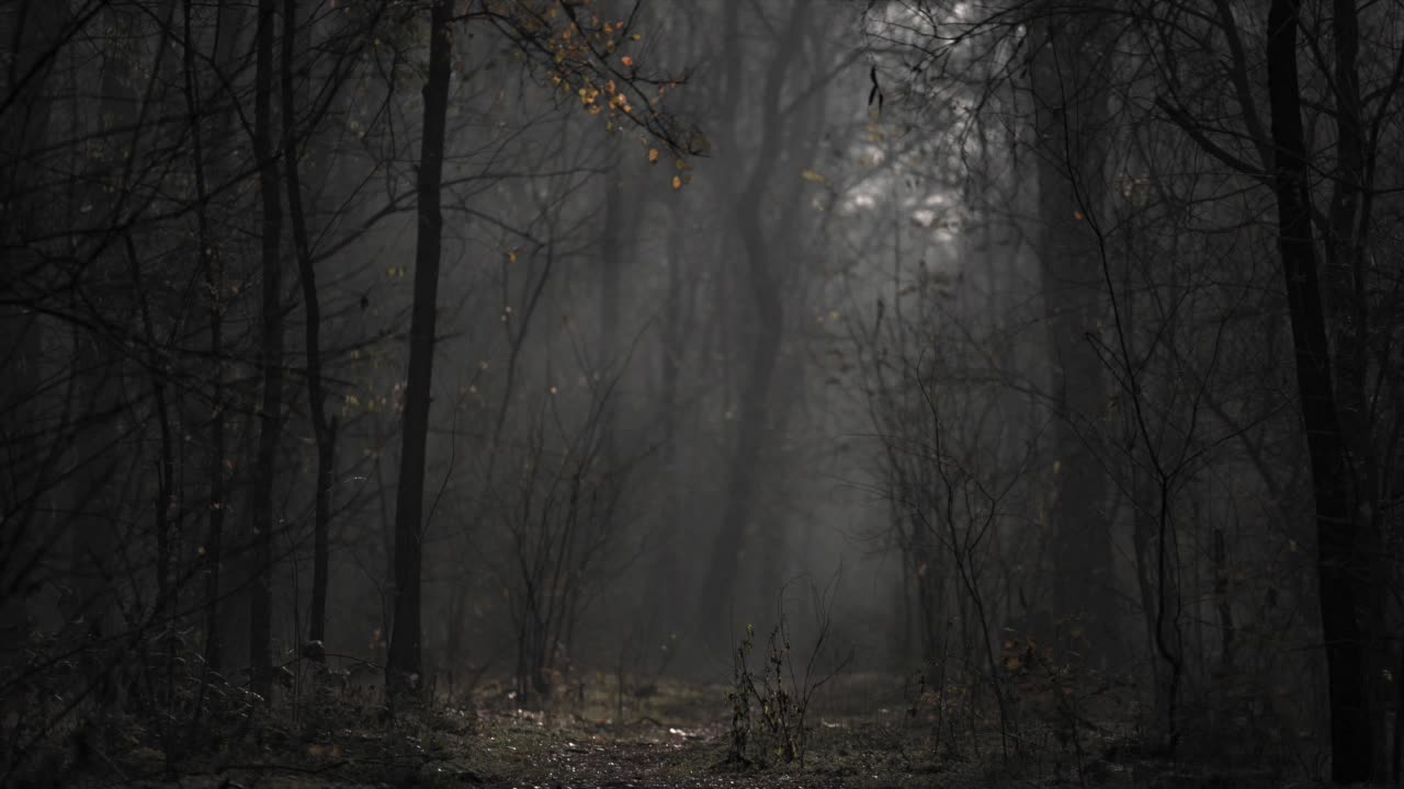 SPOOKY WOODS: Spooky Halloween Woods, Halloween Vibes, Fall Vibes, Spooky Vibes