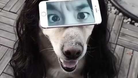 Funniest dog video ever made