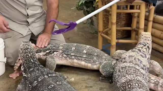 Hanging out feeding the dragons with Zion is a blast with these big Asian water monitors