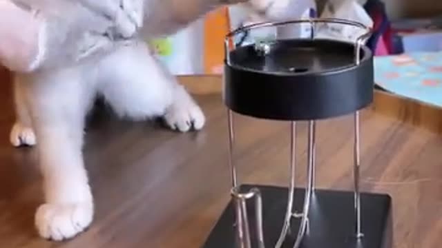 Funny Cats And Dogs Videos 😂😂 | 2024 Funny Videos