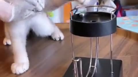 Funny Cats And Dogs Videos 😂😂 | 2024 Funny Videos