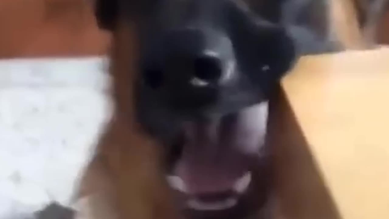😍 The Cutest Pets: A Compilation You Need to See! Part19