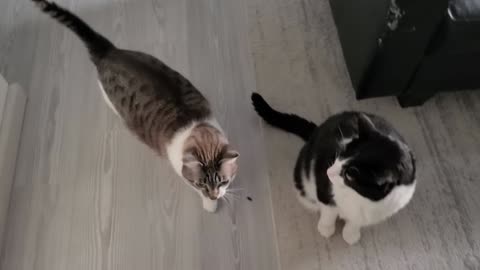 Constant chirping cat