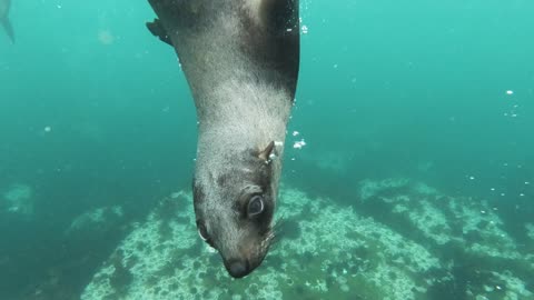 Cute clip of a sea seal underwater
