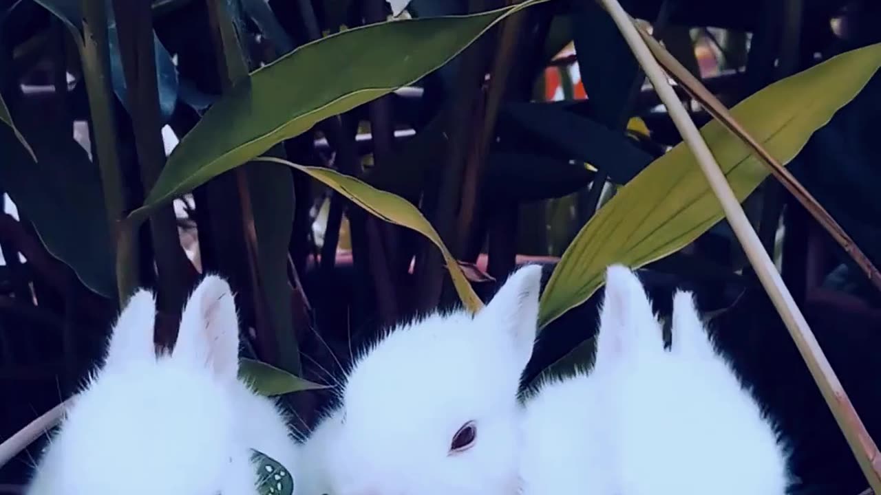 cute rabbit video #tv #rabbit #baby